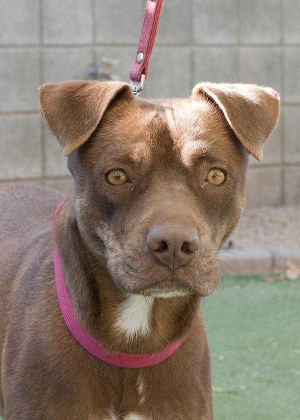 pitbull golden retriever mix temperament pit bull retriever mix pictures to pin on pinsdaddy pitbull golden retriever mix temperament pit bull retriever mix pictures to pin on pinsdaddy