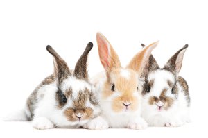 shutterstock_71149549