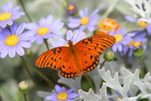 The Gulf Fritillary