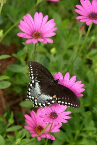 The Swallowtail Buttterfly