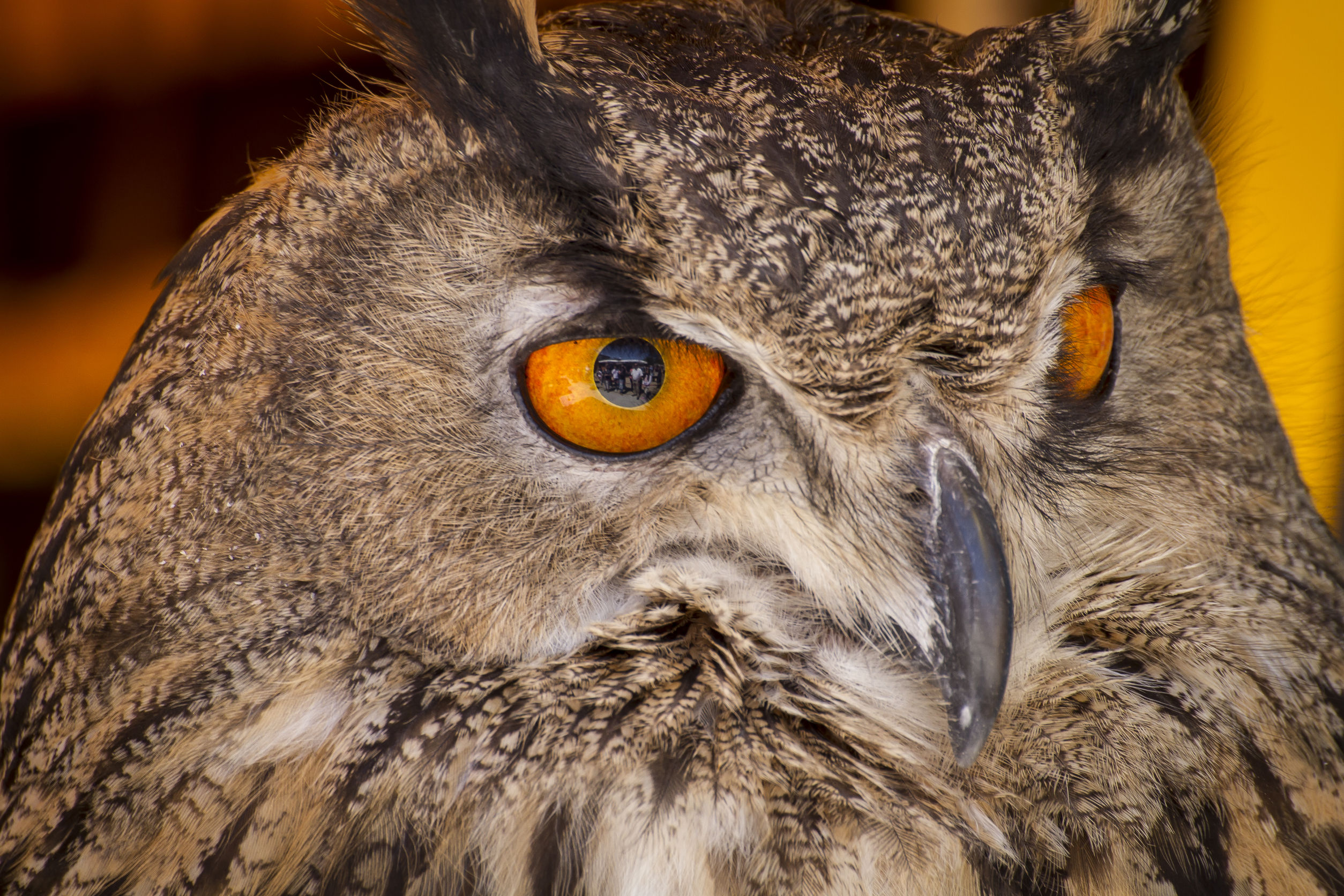 Arizona-based rescue focuses on birds of prey.