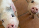 Around the Pen: Nonprofit sanctuary recruiting volunteers to help pigs and piglets