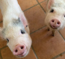 Around the Pen: Nonprofit sanctuary recruiting volunteers to help pigs and piglets